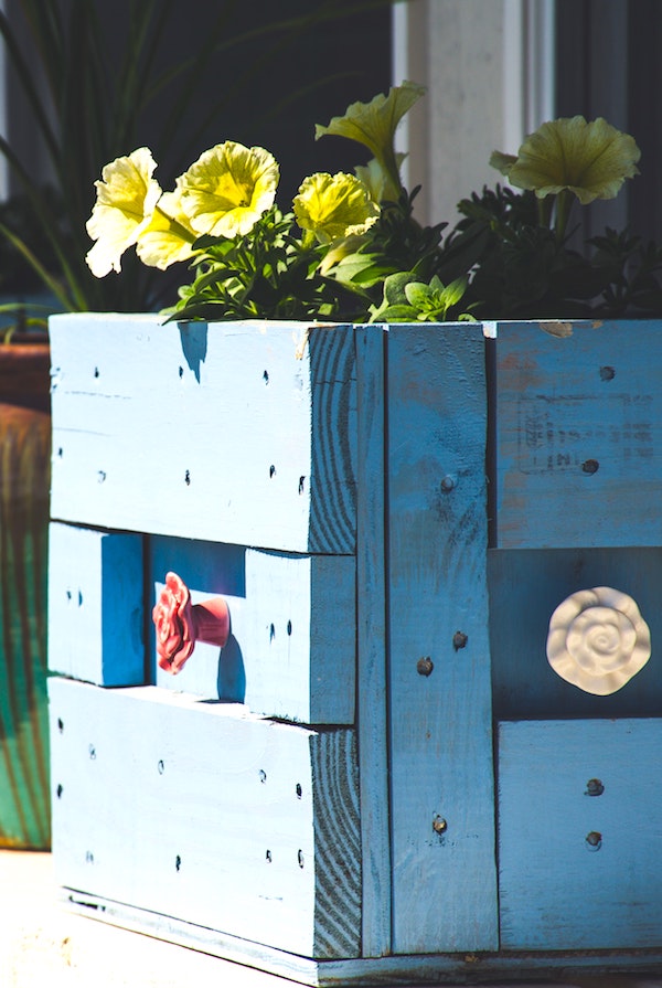 Raised bed of flowers in blue crate