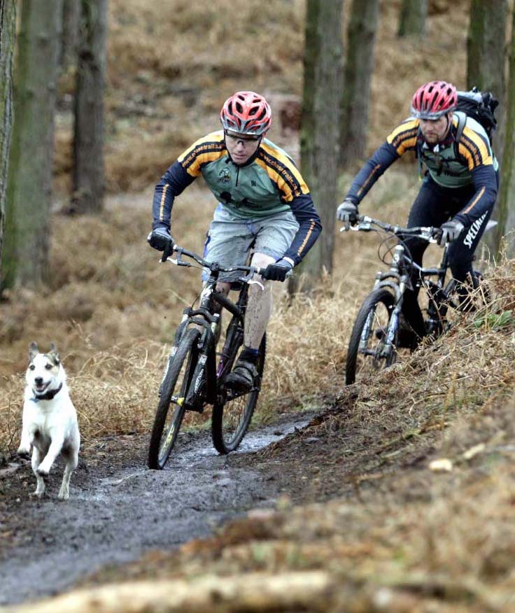 Benefits of exercise, exercise with dog workouts, fitness exercise with dog, exercise tips with dog, cycling with dog, exercise ideas with dog, fun exercise with dog