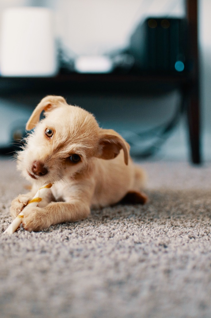 Tips For Choosing The Best Carpeting For Your&nbsp;Home