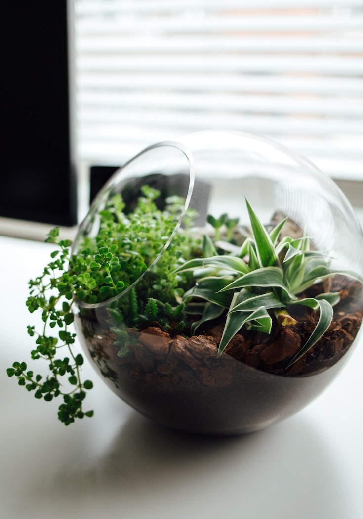 Terrarium