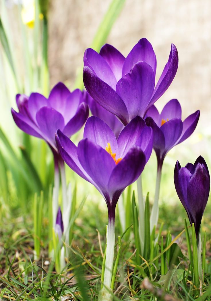 Purple perennial flowers
