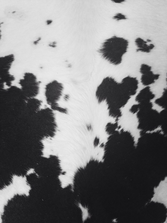 Black and white cowhide rug close-up